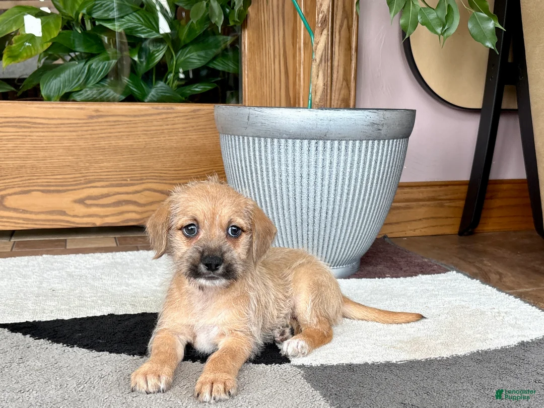 Mixed Breed dogs for sale: Larry - Ad 10
