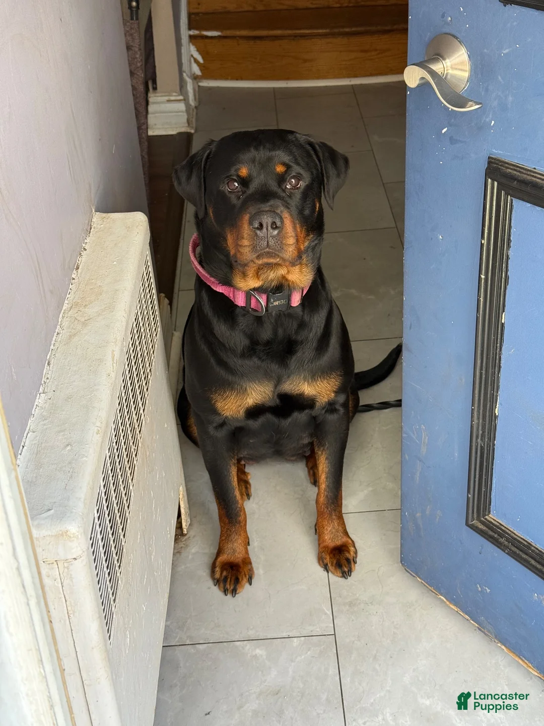 Rottweiler dogs for sale: Brownie - Ad 2