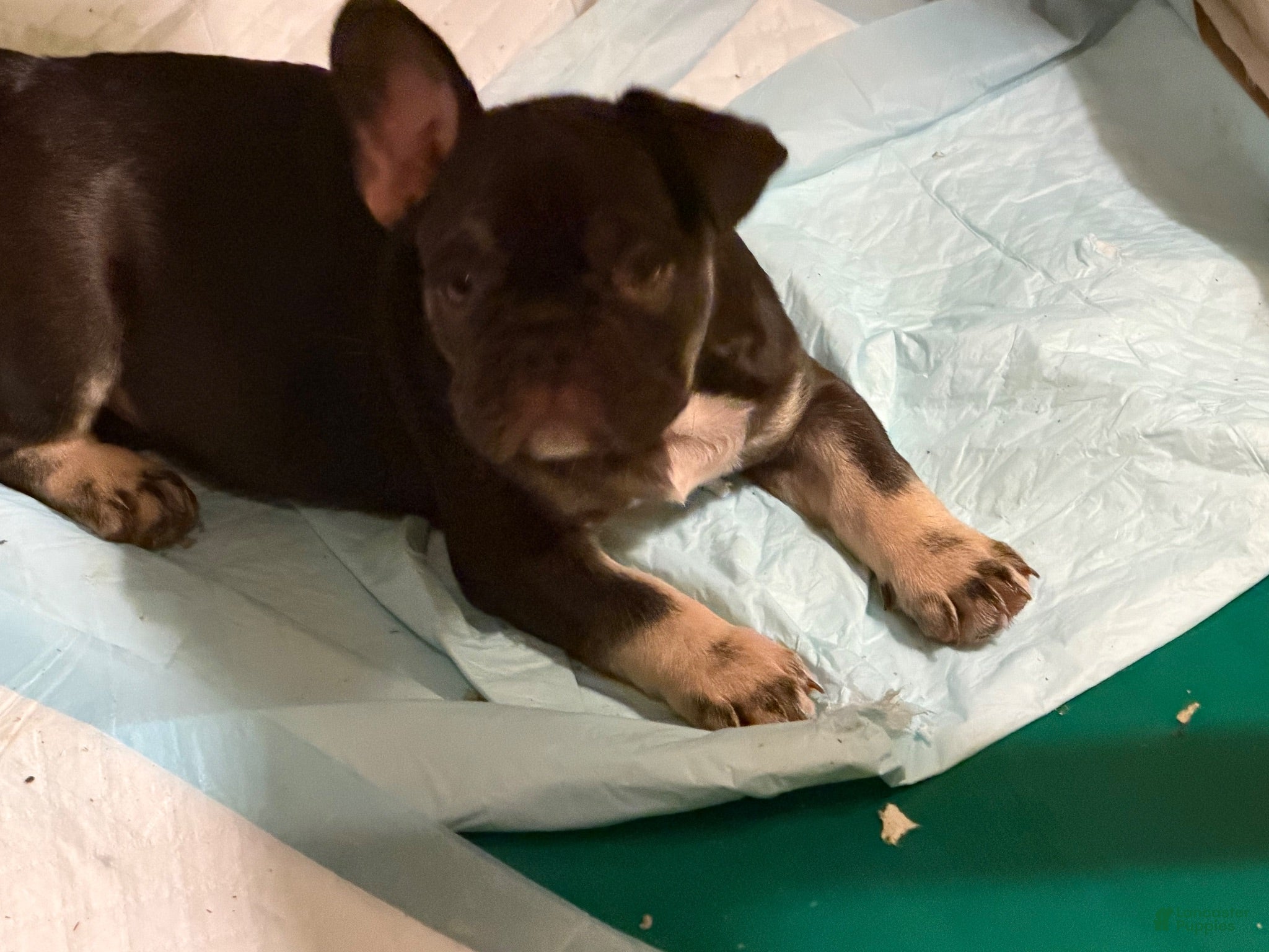 French Bulldog dogs French Bulldog 2 - Ad 20