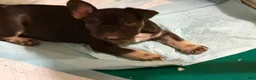 French Bulldog dogs for sale: French Bulldog 2 - Ad 1