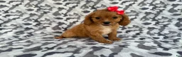Cavapoo dogs for sale: Rissa - Ad 2