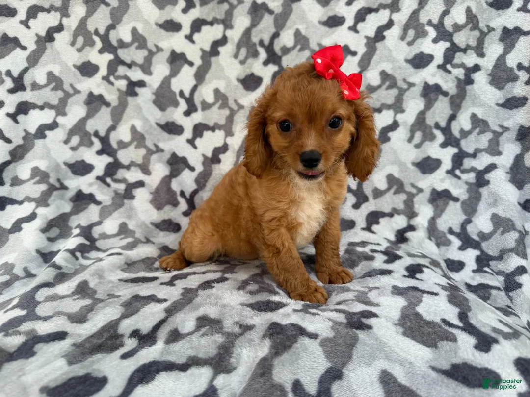 Cavapoo dogs for sale: Rissa - Ad 2