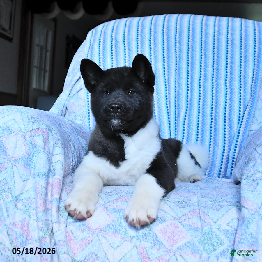 Akita dogs Reba - Ad 2