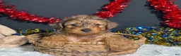 Yorkiepoo dogs for sale: Rocky - Ad 3