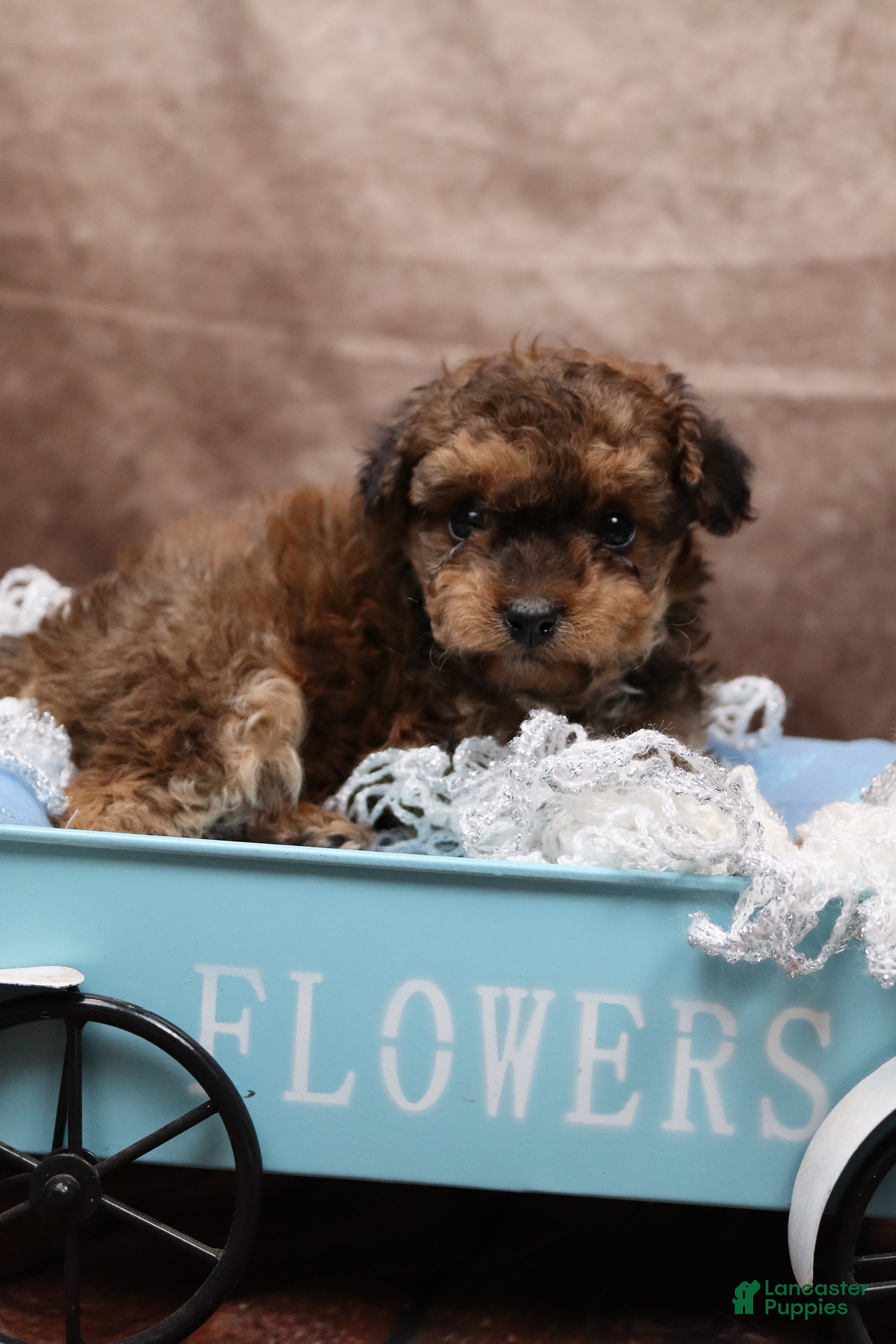 Cavapoo dogs Waffle - Ad 1