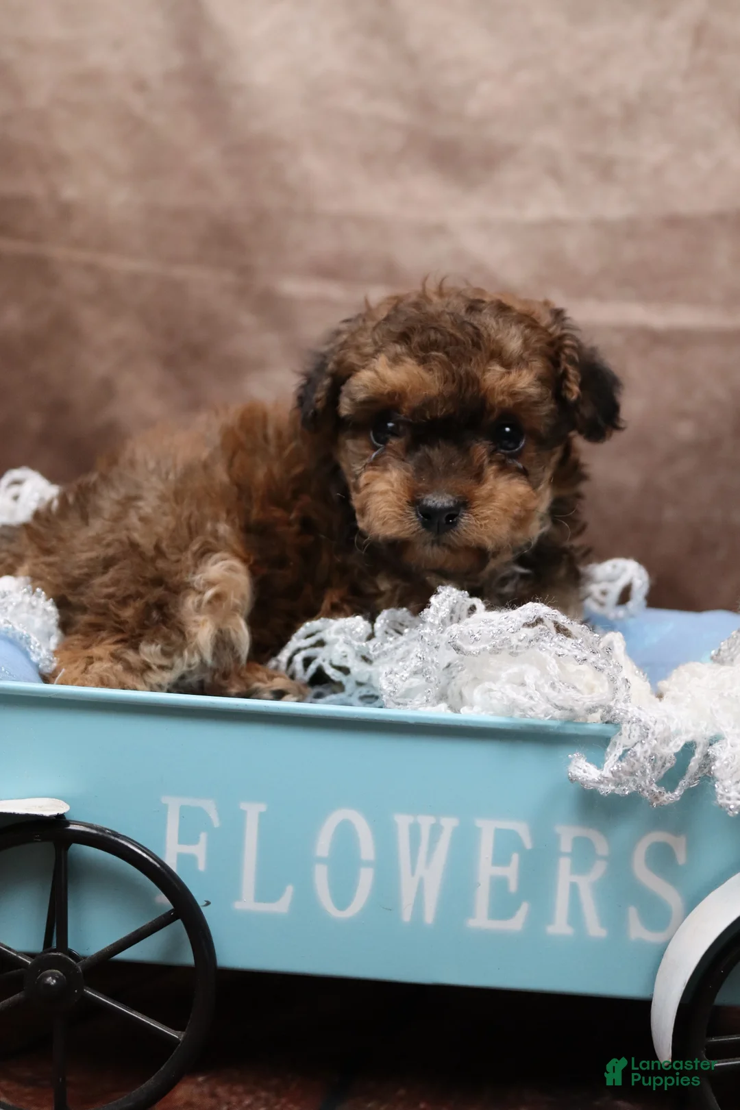 Cavapoo dogs for sale: Waffle - Ad 1