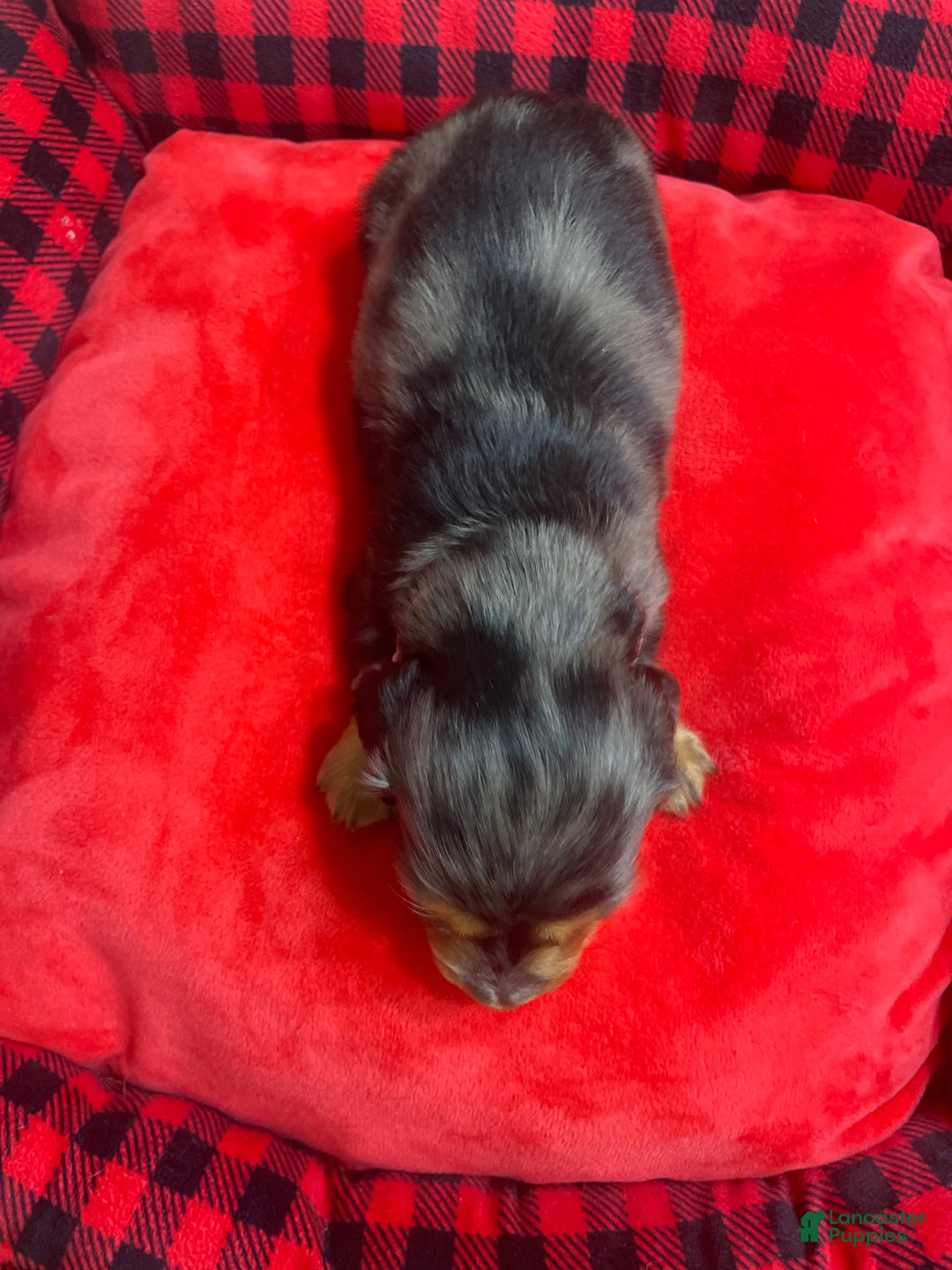Dachshund dogs for sale: Dachshund Puppy 3 - Ad 4