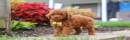 Miniature Poodle dogs for sale: Finn - Ad 6