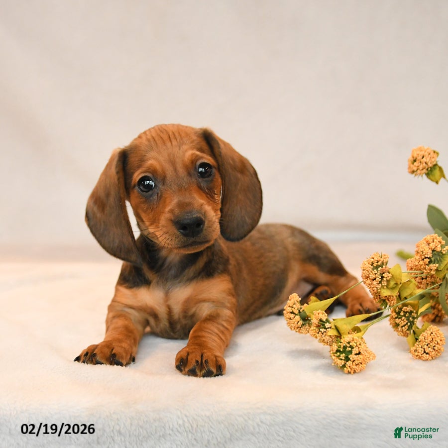 Miniature Dachshund dogs Oscar - Ad 2