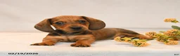Miniature Dachshund dogs for sale: Oscar - Ad 2