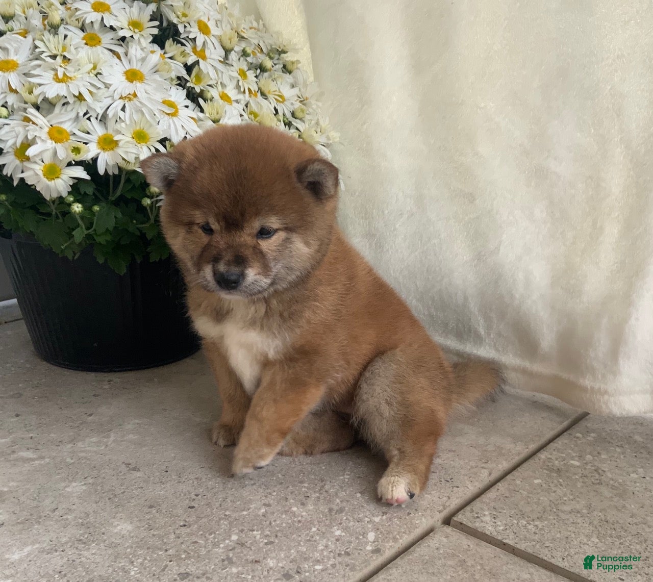 Shiba Inu dogs Callie - Ad 8