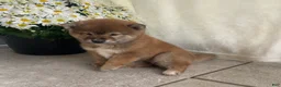 Shiba Inu dogs for sale: Callie - Ad 1