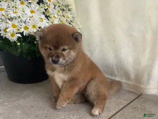 Shiba Inu dogs Callie - Ad 8