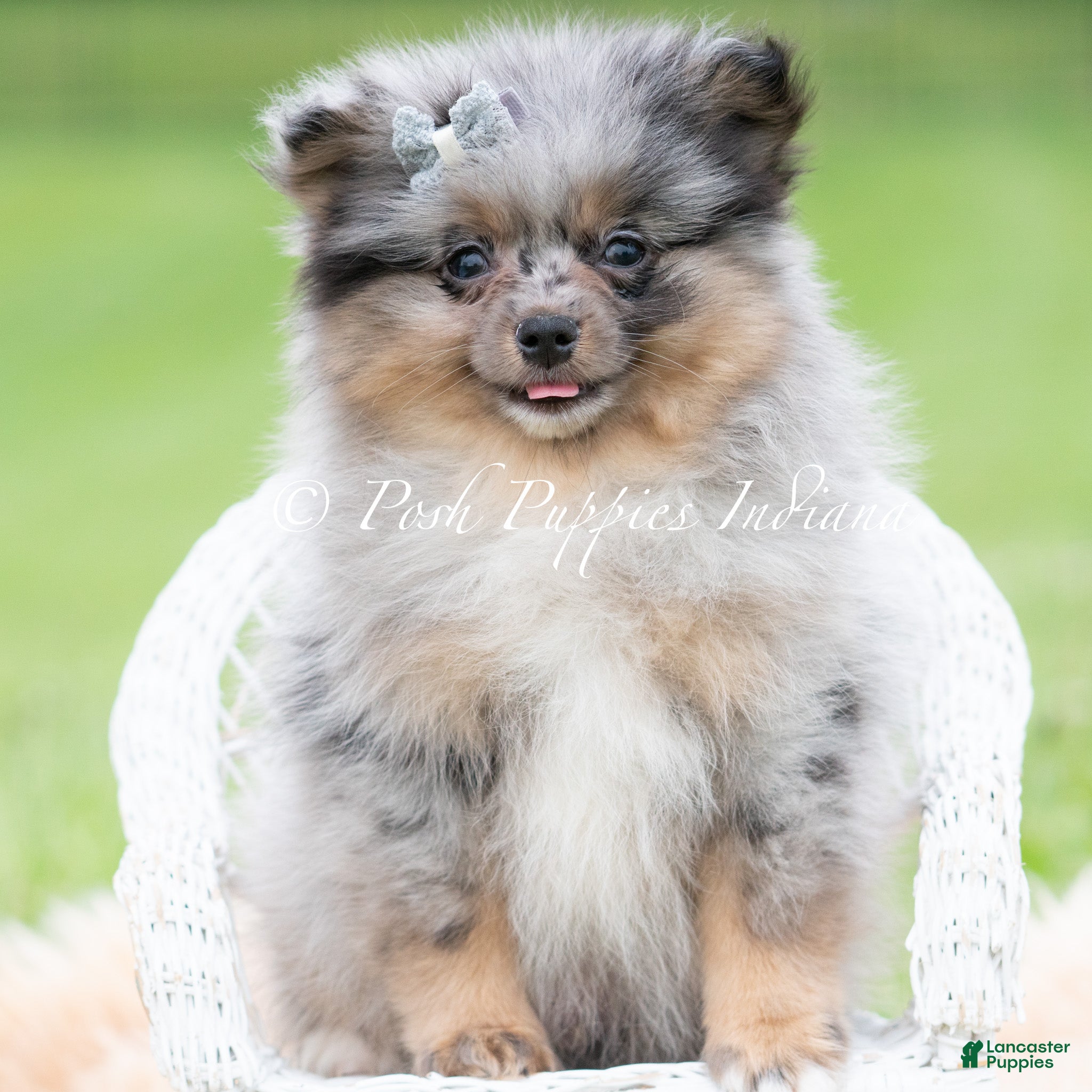Pomeranian dogs for sale: Cullen AKC - Ad 6