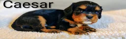 King Charles Spaniel dogs for sale: King Charles Spaniel 1 Caesar - Ad 22