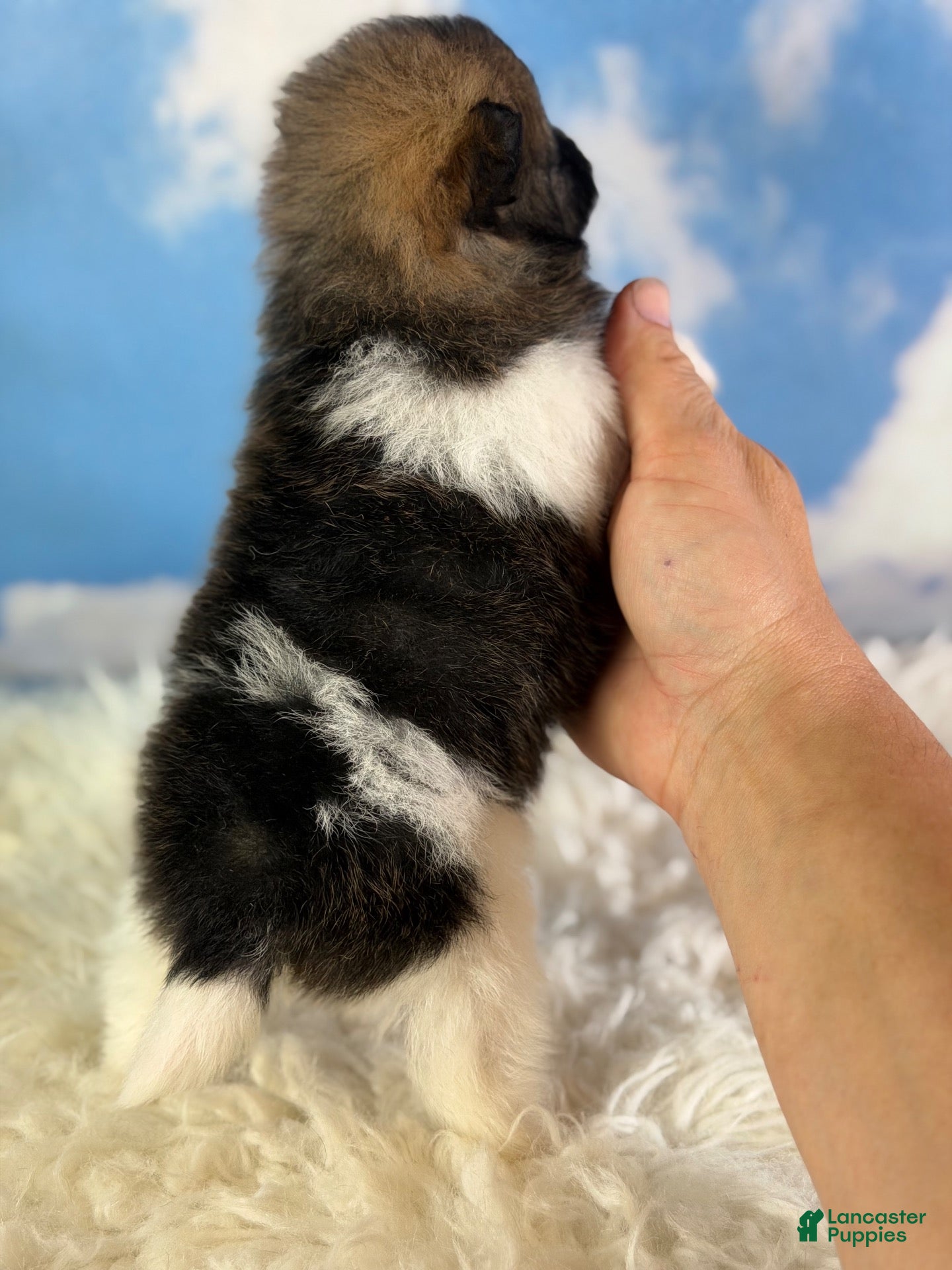 Pomeranian dogs  Aca Polly - Ad 1