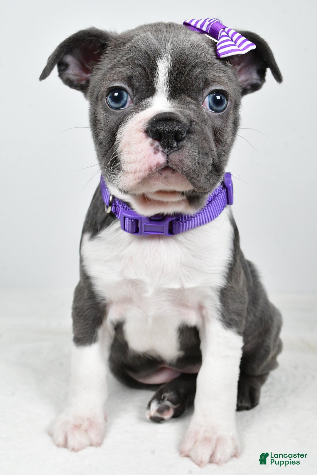 Mixed Breed dogs for sale: Sadie - Ad 10