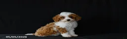 Miniature Poodle dogs for sale: Freya - Ad 3