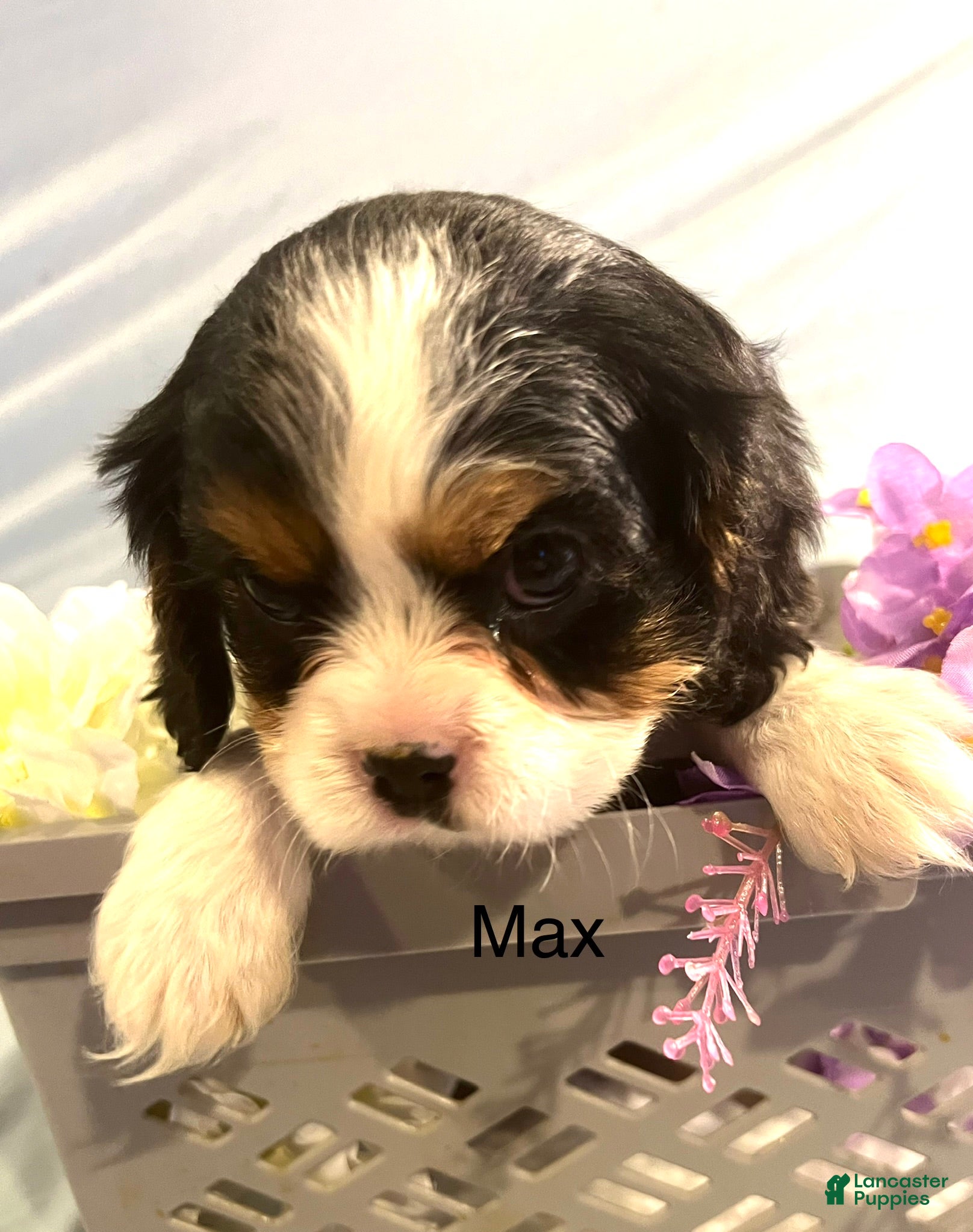 Cavalier King Charles Spaniel dogs Cavalier King Charles Spaniel Puppy 2 - Ad 1
