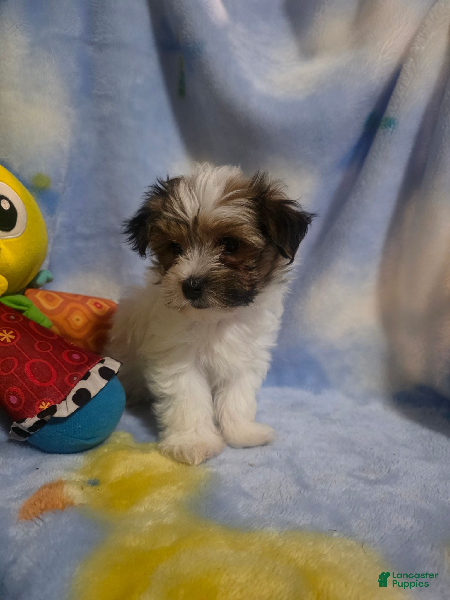 Morkie dogs Morkie male 6 - Ad 1