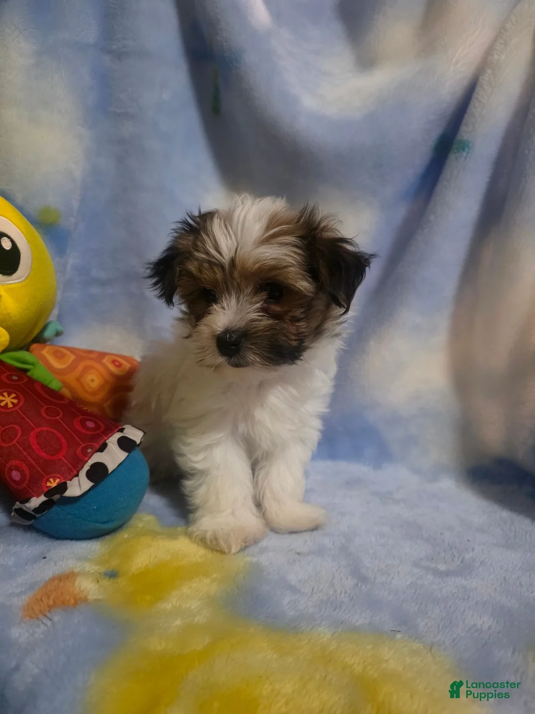 Morkie dogs for sale: Morkie male 6 - Ad 1