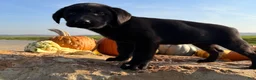 Labrador Retriever dogs for sale: Remy  - Ad 6