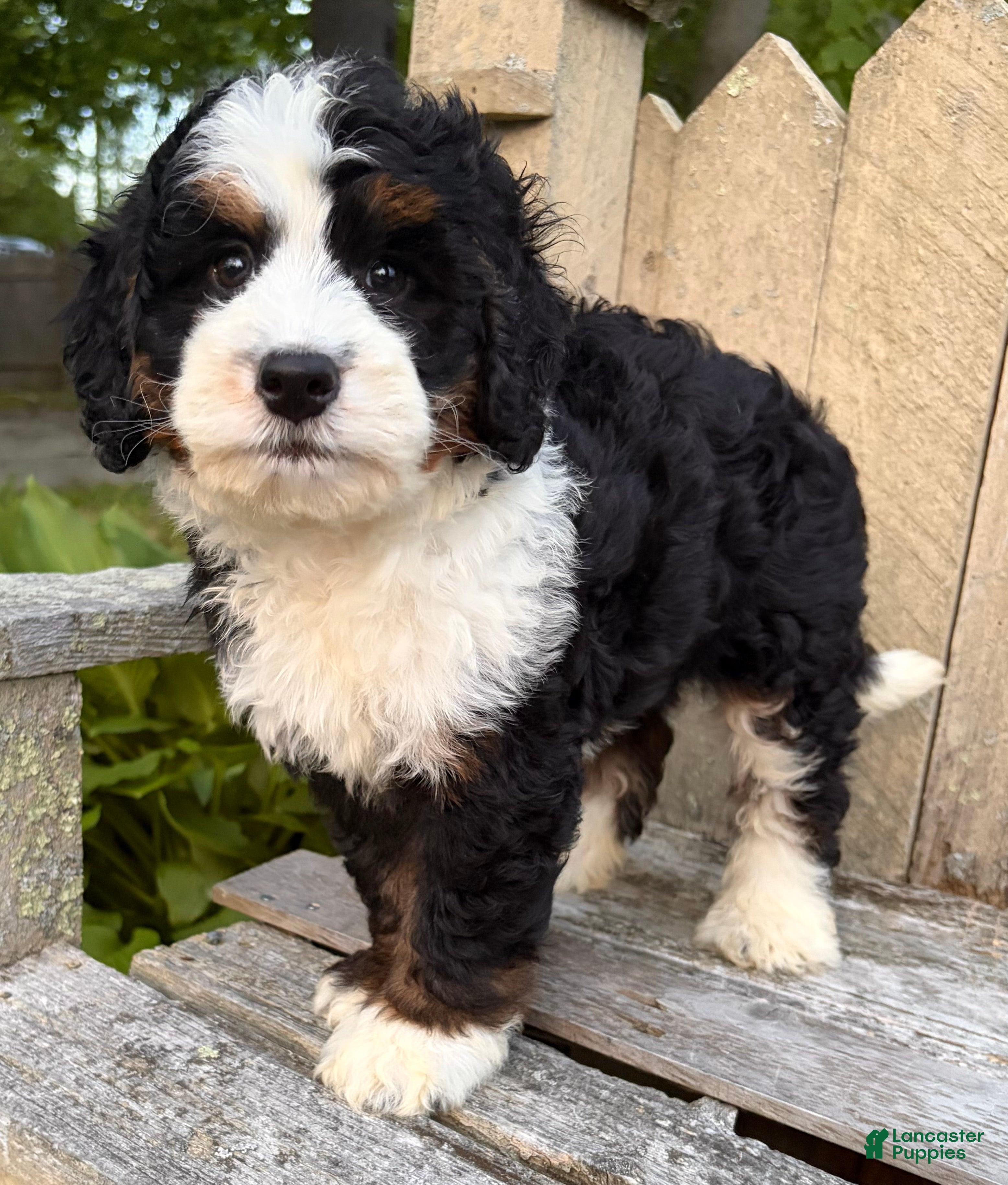 Mini Bernedoodle dogs 🩵IN BOSTON MASSACHUSETTS AREA🩵TRADITIONAL TRI COLOR🩵MINI BERNEDOODLE🩵 - Ad 1
