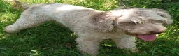 Miniature Labradoodle dogs for sale: Tia - Ad 2