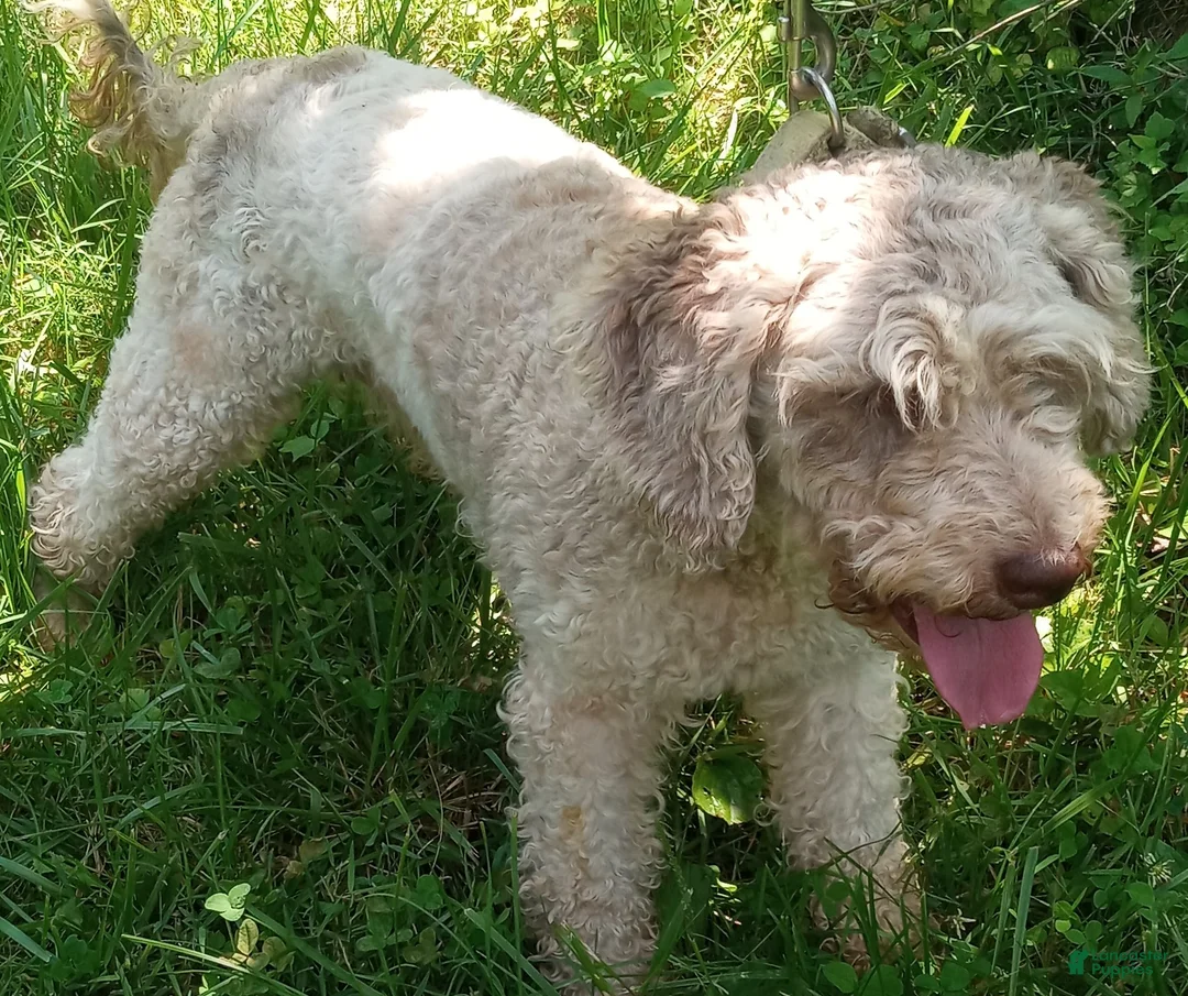 Miniature Labradoodle dogs for sale: Tia - Ad 2