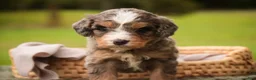 Mini Bernedoodle dogs for sale: Barley F1 Mini Bernedoodle  - Ad 10