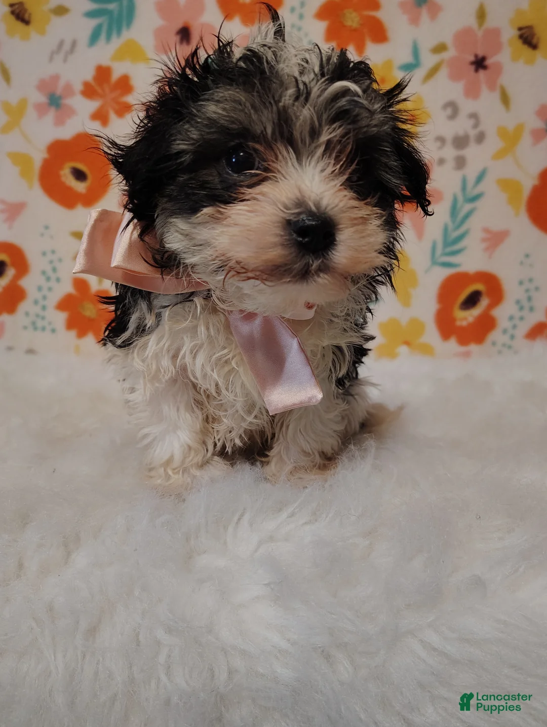 Maltipoo dogs for sale: Sassy - Ad 2