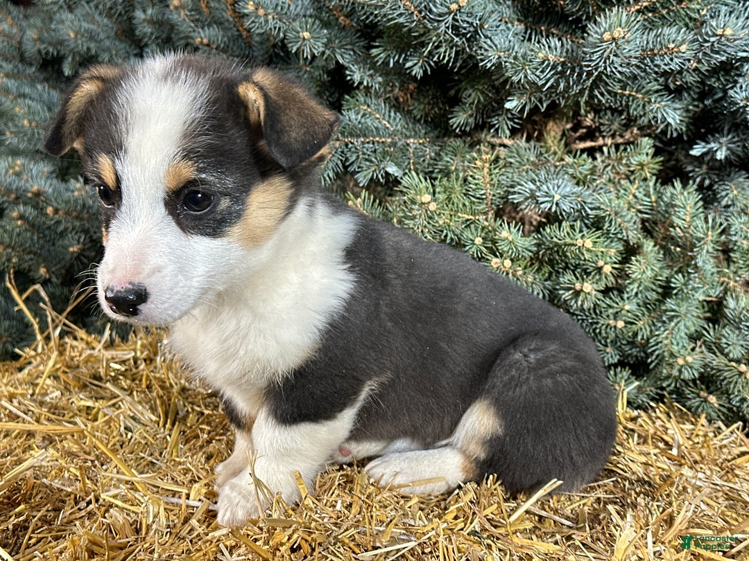 Welsh Corgi Pembroke dogs for sale: Banner - Ad 4