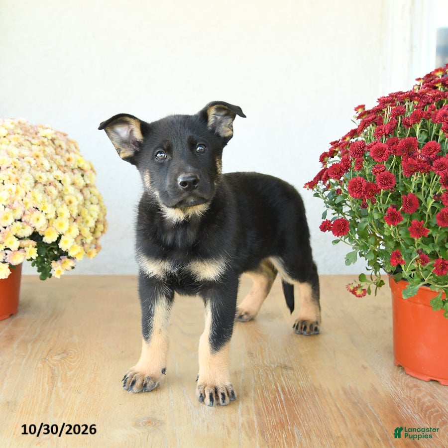 Mixed Breed dogs for sale: Gus - Ad 1