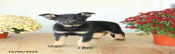 Mixed Breed dogs for sale: Gus - Ad 1