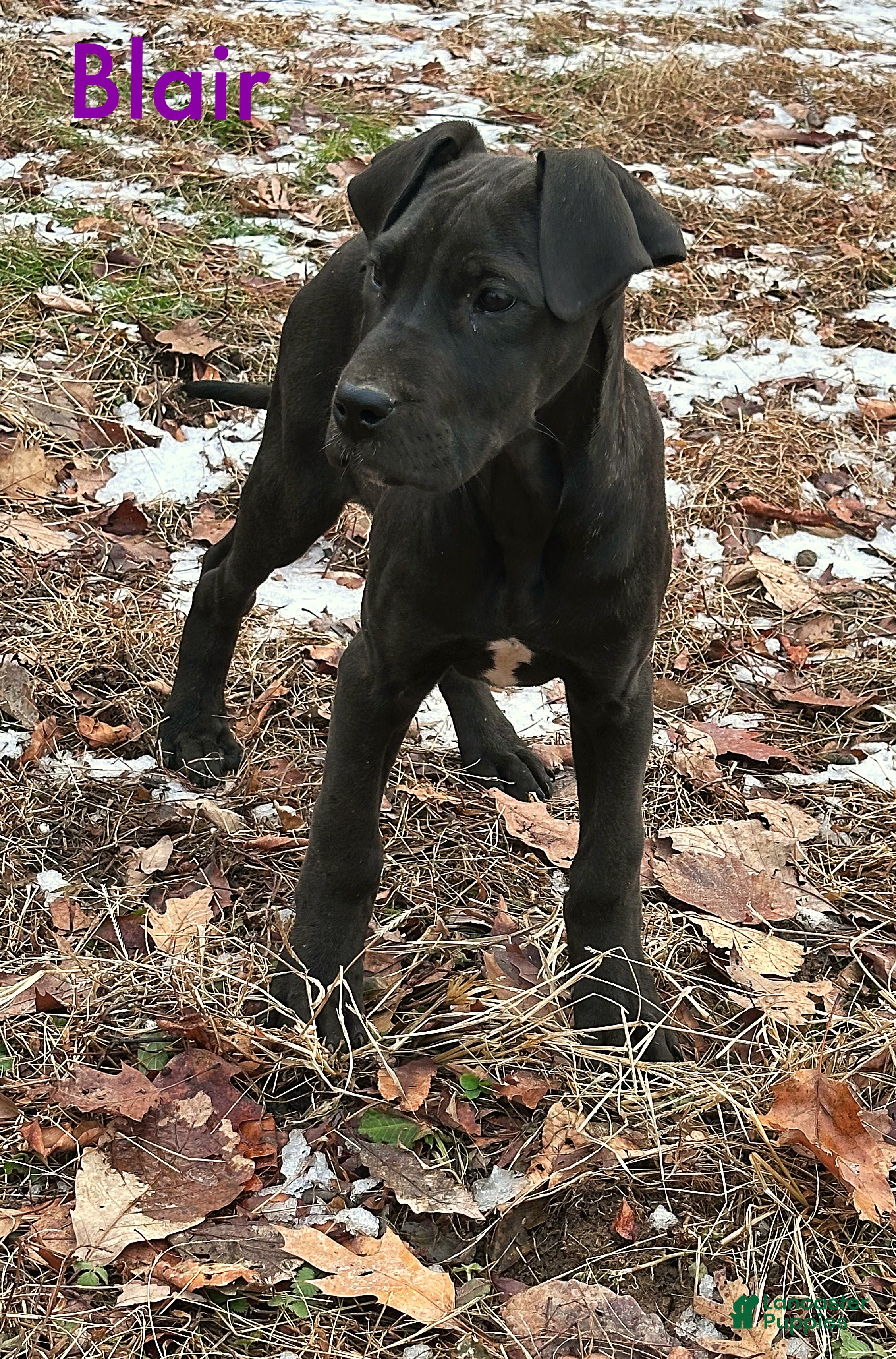 Great Dane dogs Blair - Ad 2