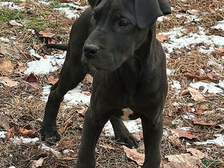 Great Dane dogs Blair - Ad 2