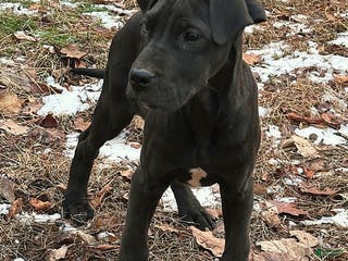 Great Dane dogs Blair - Ad 2