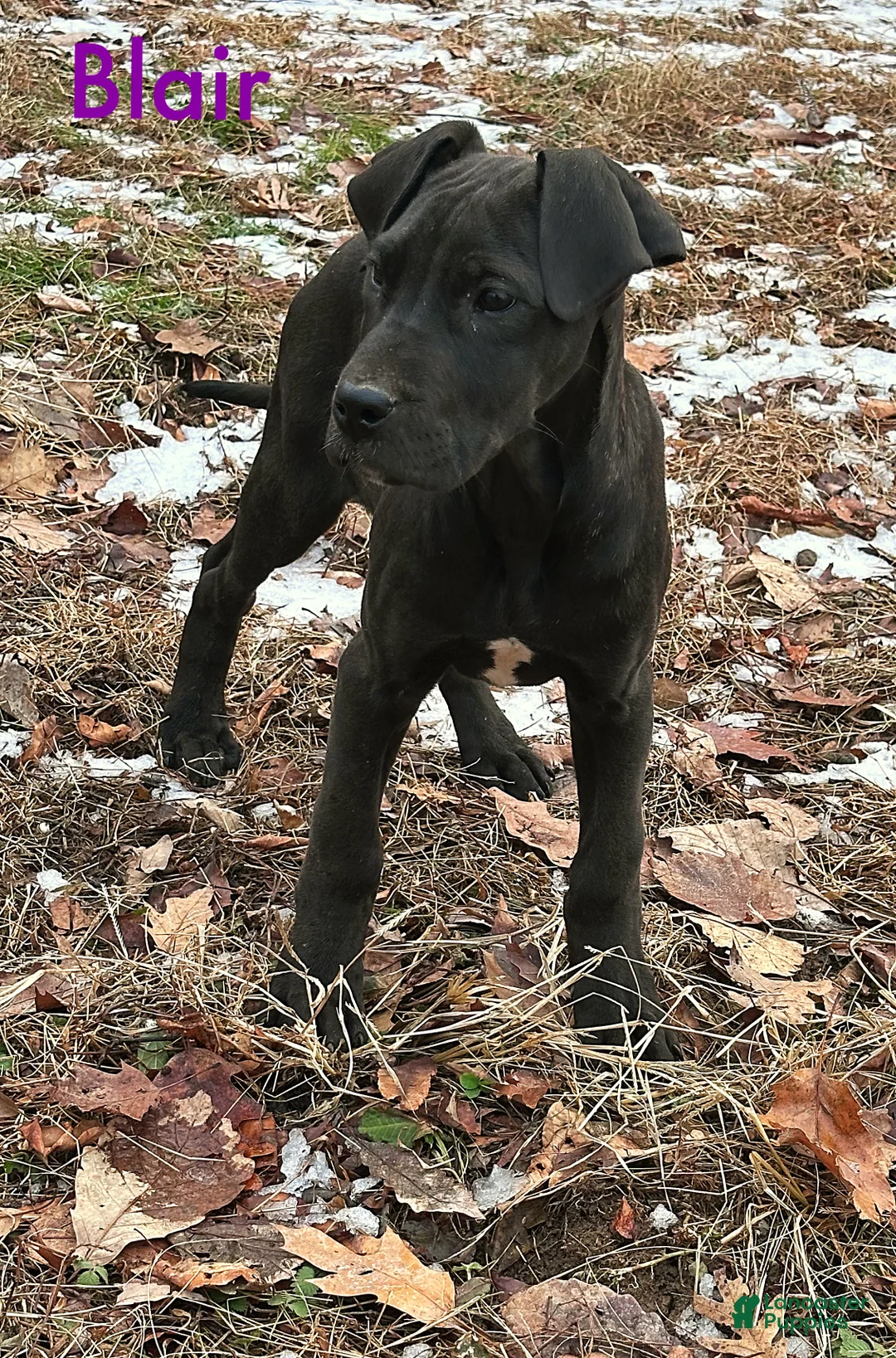 Great Dane dogs for sale: Blair - Ad 1