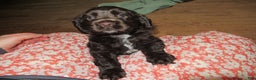 Cocker Spaniel dogs for sale: Bailey - Ad 5