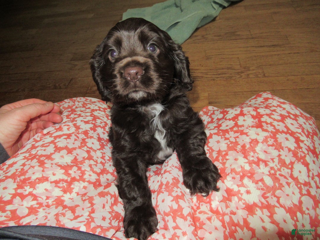 Cocker Spaniel dogs for sale: Bailey - Ad 5