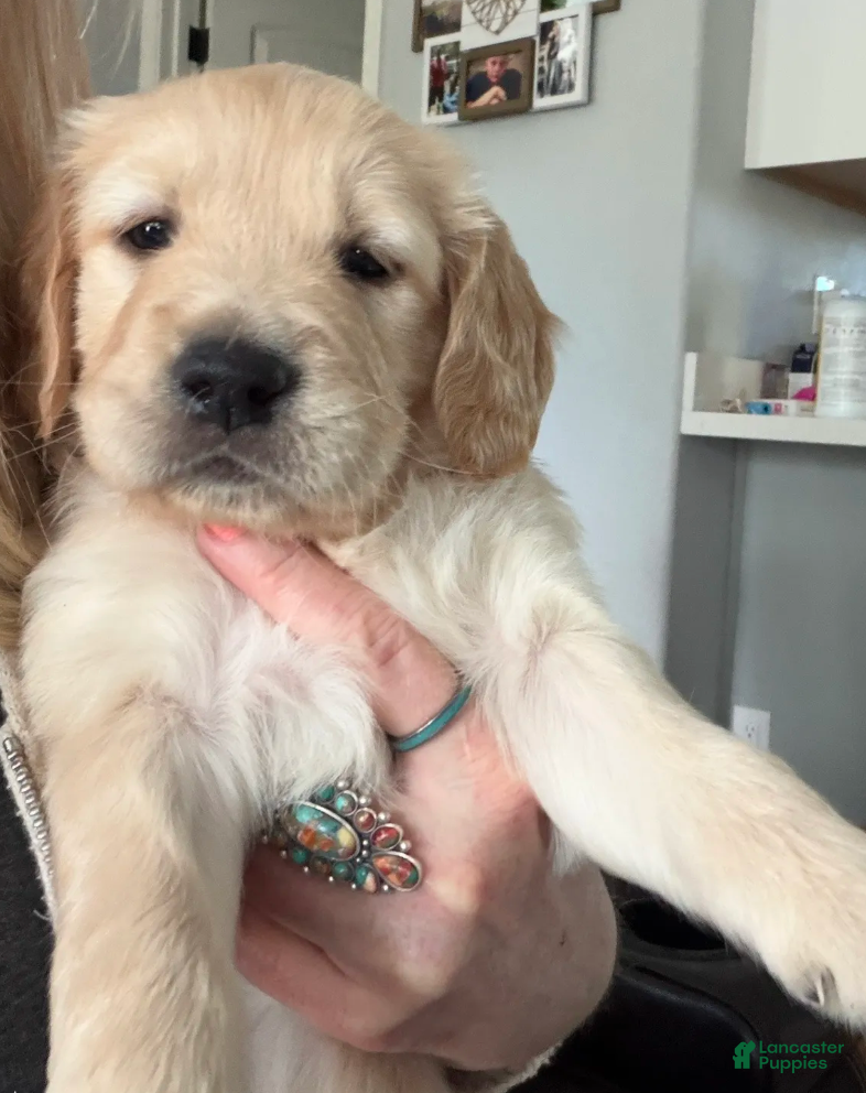 Golden Retriever dogs Little Girl Cream - Ad 1