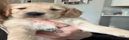 Golden Retriever dogs for sale: Little Girl Cream - Ad 1
