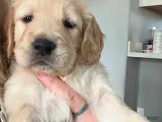 Golden Retriever dogs for sale: Little Girl Cream - Ad 1