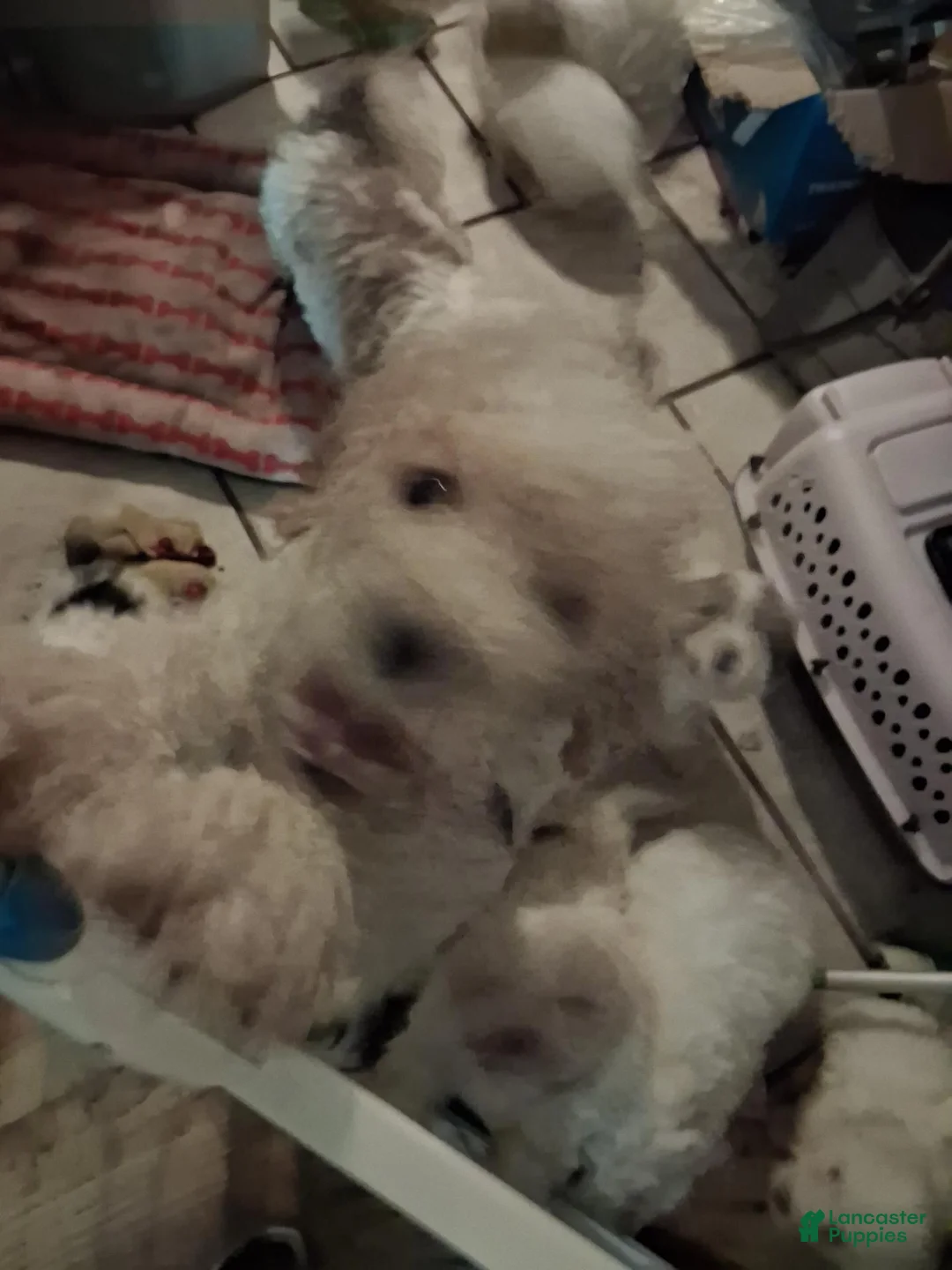 Shihpoo dogs for sale: Dotty - Ad 7
