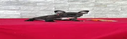 Frenchton dogs for sale: Benji - Ad 4