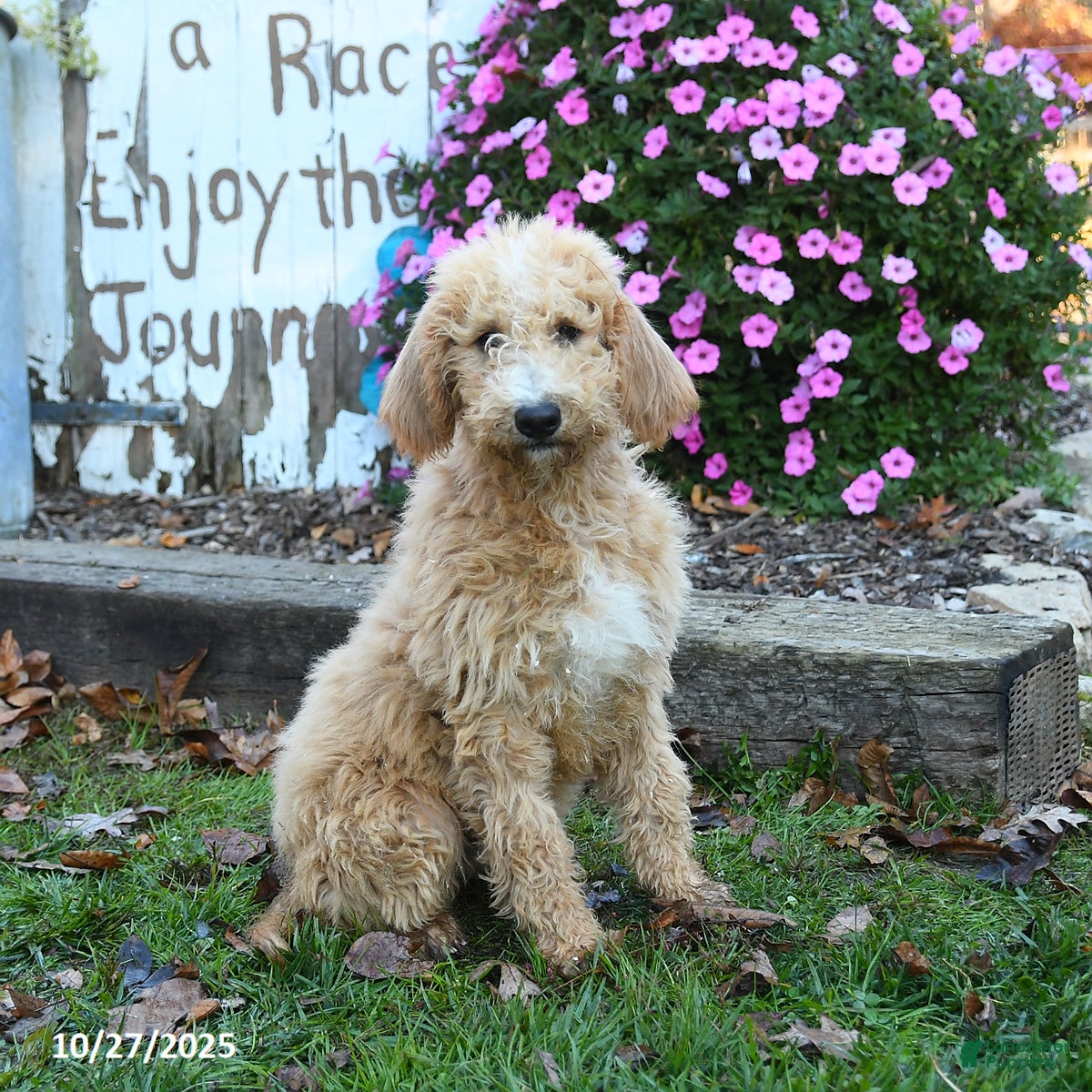 Labradoodle dogs Bonnie - Ad 26