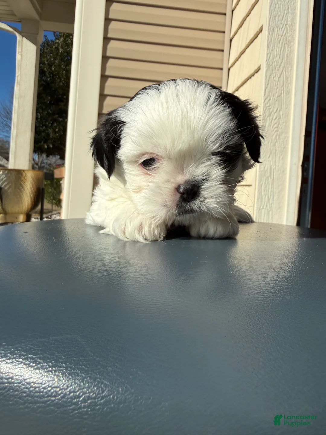Shih Tzu dogs for sale: Shih Tzu Puppy 1 - Ad 5