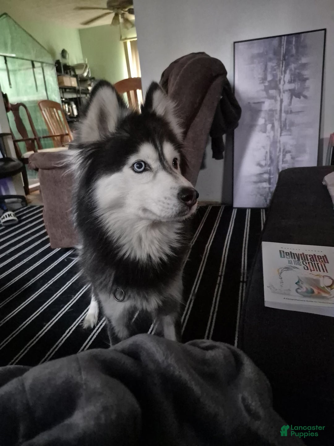 Alaskan Husky dogs for sale: Alaskan Husky Puppy 1 - Ad 3
