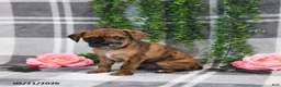 Mixed Breed dogs for sale: George - Ad 5