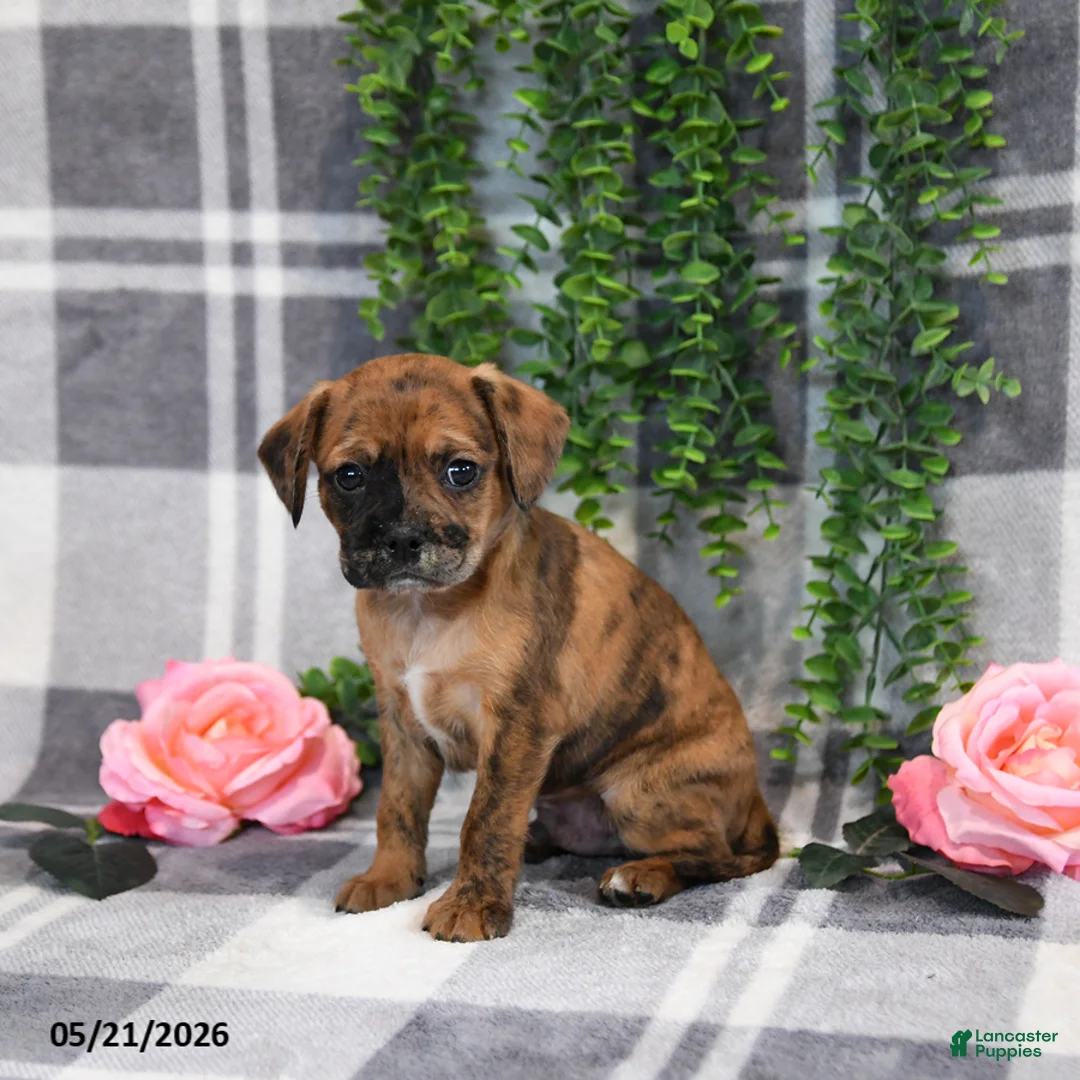 Mixed Breed dogs for sale: George - Ad 5